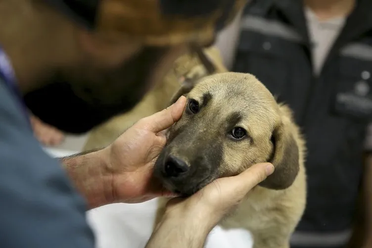 Kuyu Köpek kurtarılmasından bir sene sonra görüntülendi