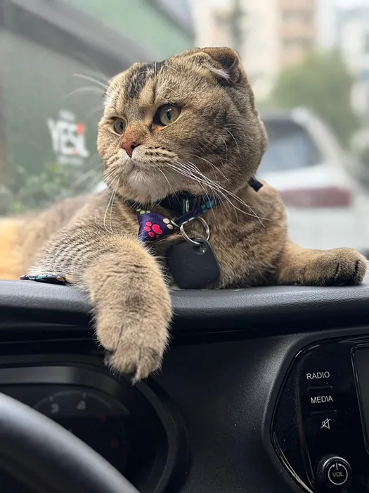 SON DAKİKA... Evlilikte ‘kedi’ krizi: ‘Eşim beni boşayacak’ diyerek yardım istedi!