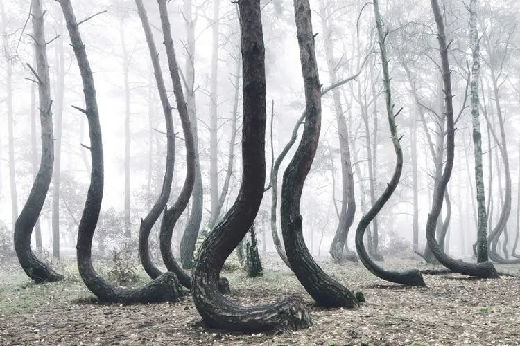 Sıradışı ormanlar