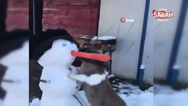 İstanbul'da kardan adamın havuçtan burnunu yiyen tavşan görenleri gülümsetti | Video