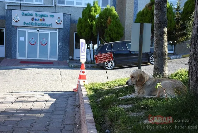 Sahibi yoğun bakıma alınan köpek, 5 gündür hastane önünde bekliyor