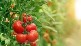 Domates kaç günde bir sulanır? Saksıda ve açık tarlada domates yetiştirmenin püf noktaları