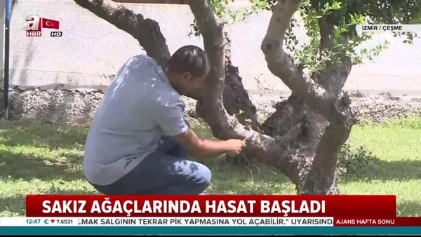 İzmir Çeşme'de sakız ağaçlarından 'Damla sakızı' hasadı başladı | Video