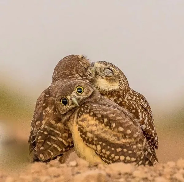 En komik vahşi yaşam fotoğrafları