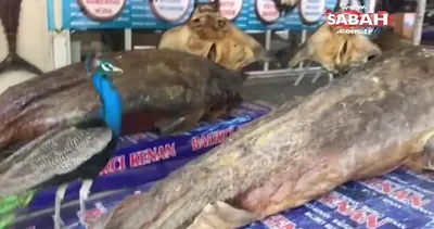 Tavus kuşu ve köpek balığı bir arada