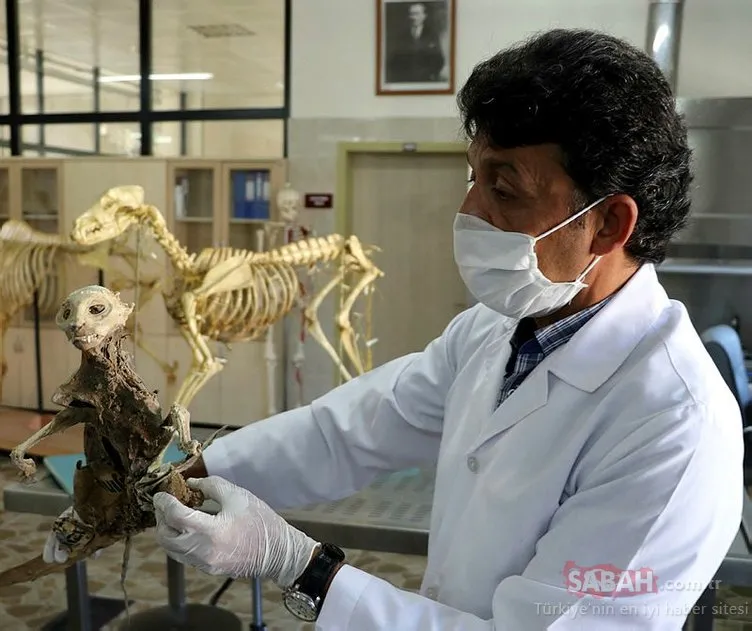 Evin bodrumunda bulunan hayvan iskeleti, sansara ait çıktı