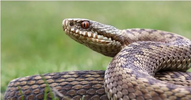 Rüyada yılan görmek! Rüyada görülen yılan ne anlama gelir? - En Son Haber