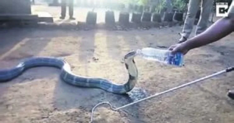 Su içen yılan dokunmadı!
