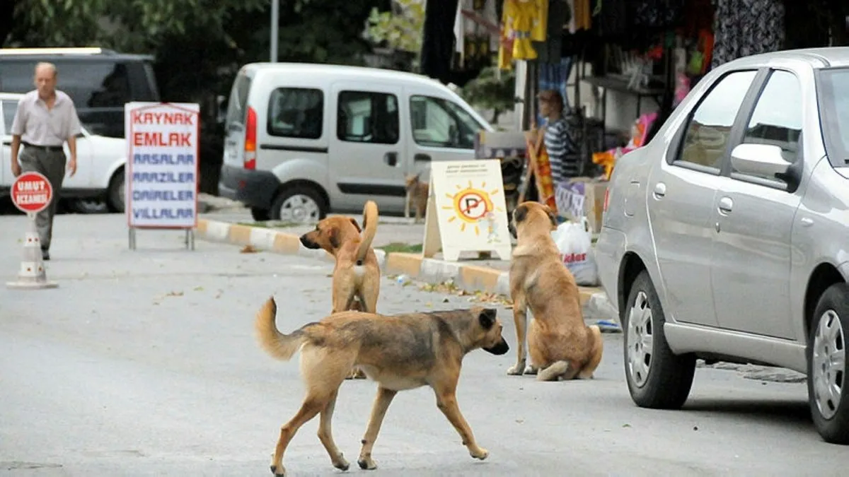 AK Parti nin sokak hayvanları yasası taslağında neler var İşte