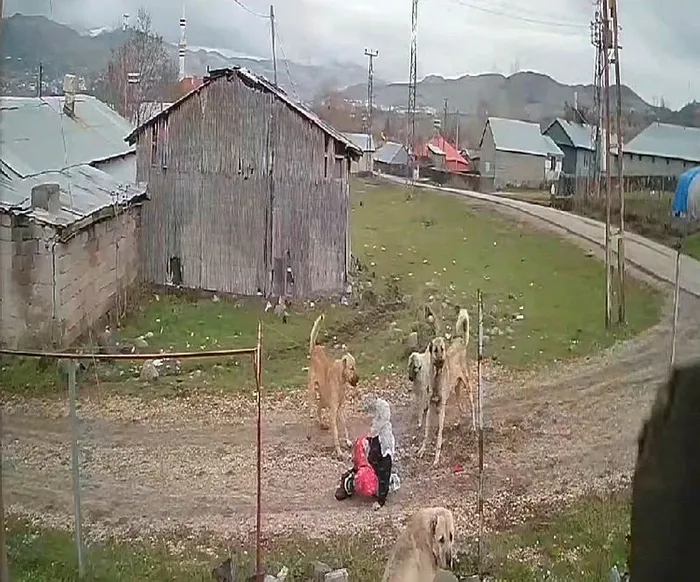 Shaffof kiyimlar mushukni korsatadi Shaffof kiyimlar mushukni korsatadi