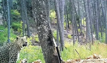 Anadolu parsı yıllar sonra yeniden fotokapana yakalandı #sirnak