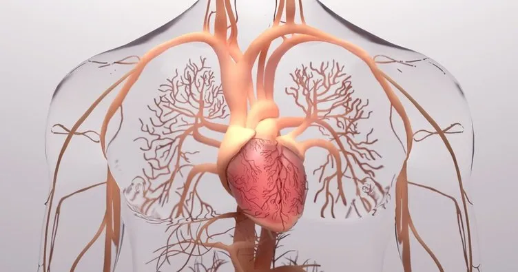 Dolaşım Sistemi Organları ve Hastalıkları - Dolaşım Sistemi Organları Nedir, Görevleri Neler, Ne İşe Yarar?