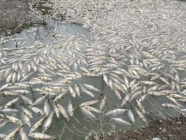 Toplu balık ölümleri devam ediyor