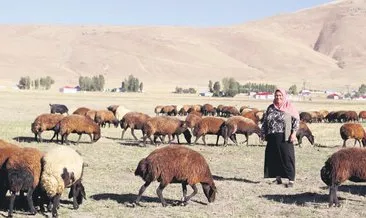 Devlet desteğiyle 400 koyunu oldu