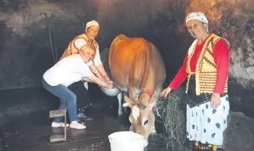 Gelen turistler inek sağıp tarlada çalışıyor