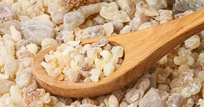 Adını daha önce duymamış olabilirsiniz ama... Mucizevi besin sandaloz sakızı faydaları ile şaşırtıyor!