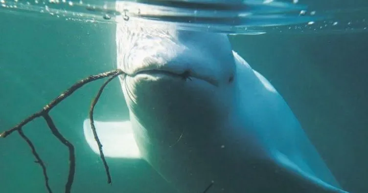 Rusya’nın casus balinası İsveç’e sızdı