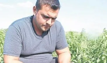 Kapya biber, Kovid-19 kurbanı