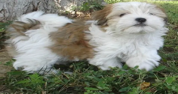➤ Bir köpek türü bulmaca