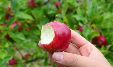 Günde 1 tane elma yemenin cinselliğe etkisi
