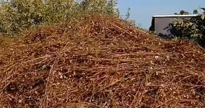 Şanlıurfa'da pembekurt alarmı! Pamuk üreticilerine uyarı #sanliurfa