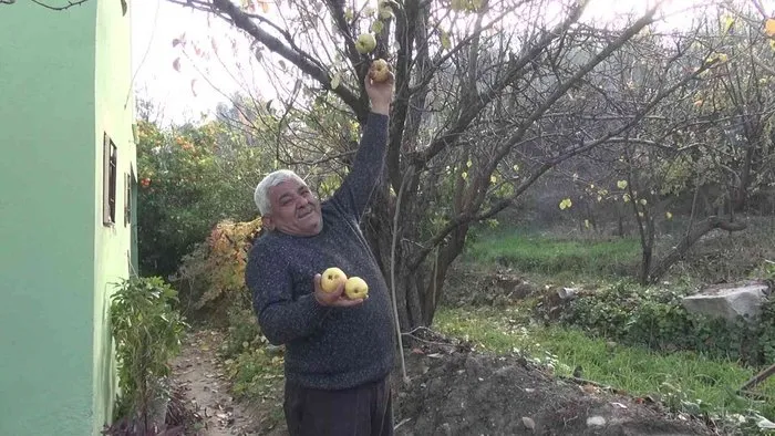 Mersin’de armut ağacı aralık ayında meyve verdi
