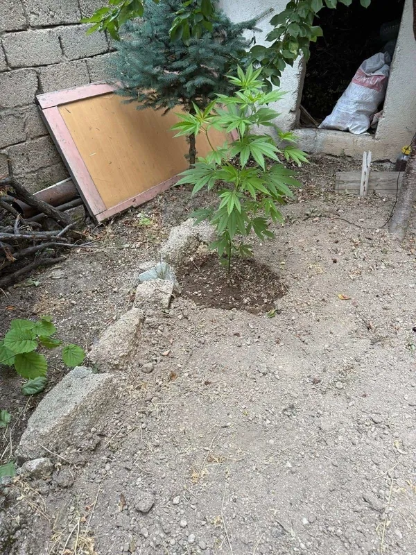 nevsehirde-jandarmadan-narkotik-operasyonu-248-kok-kenevir-ele-gecirildi-1785839883418.jpg