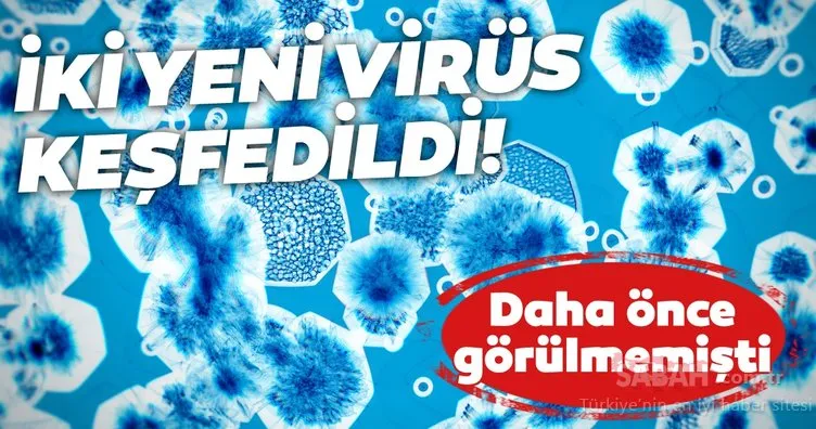 Koronavirüs avcıları iki yeni virüs keşfetti! Daha önce görülmemişti