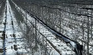 C vitamini deposu meyvelere koruma