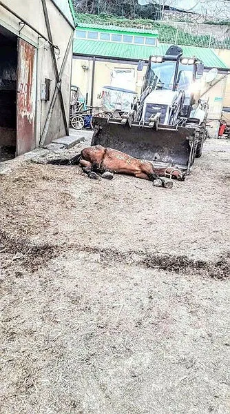 İBB'deki at skandalında yeni gelişme! Kayıp atlara kayıt dışı ilaç