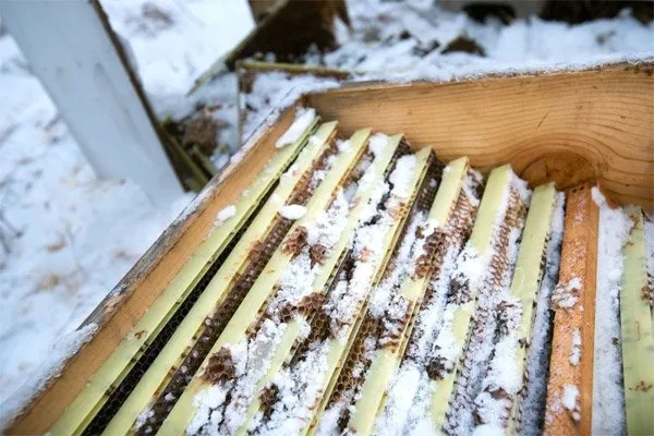 İki çocuk, 500 bin arının ölümüne yol açmaktan gözaltına alındı!
