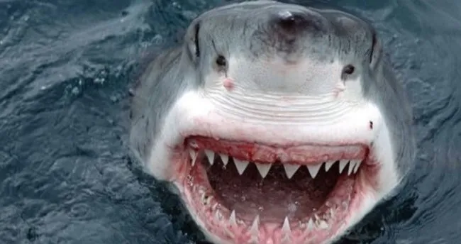 Kopek Baligi Saldirisi Filminin Oyuncu Kadrosunda Kimler Var Kopek Baligi Saldirisi Filminin Konusu Nedir Medya Haberleri Kopek Baligi Saldirisi Filminin Oyuncu Kadrosunda Kimler Var Kopek Baligi Saldirisi Filminin Konusu Nedir Medya Haberleri