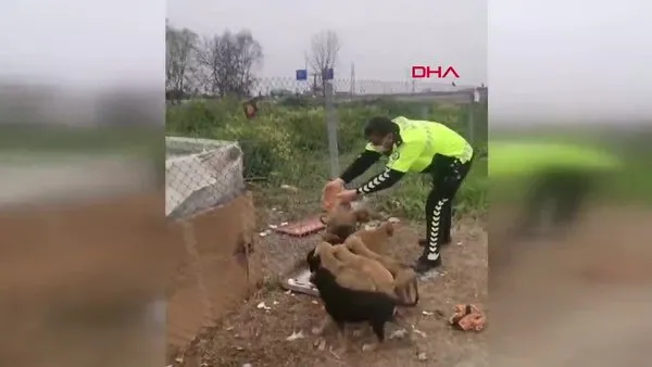 Kocaeli'de kısıtlamada yürekleri ısıtan görüntü! Trafik polisleri yavru köpekleri böyle besledi...