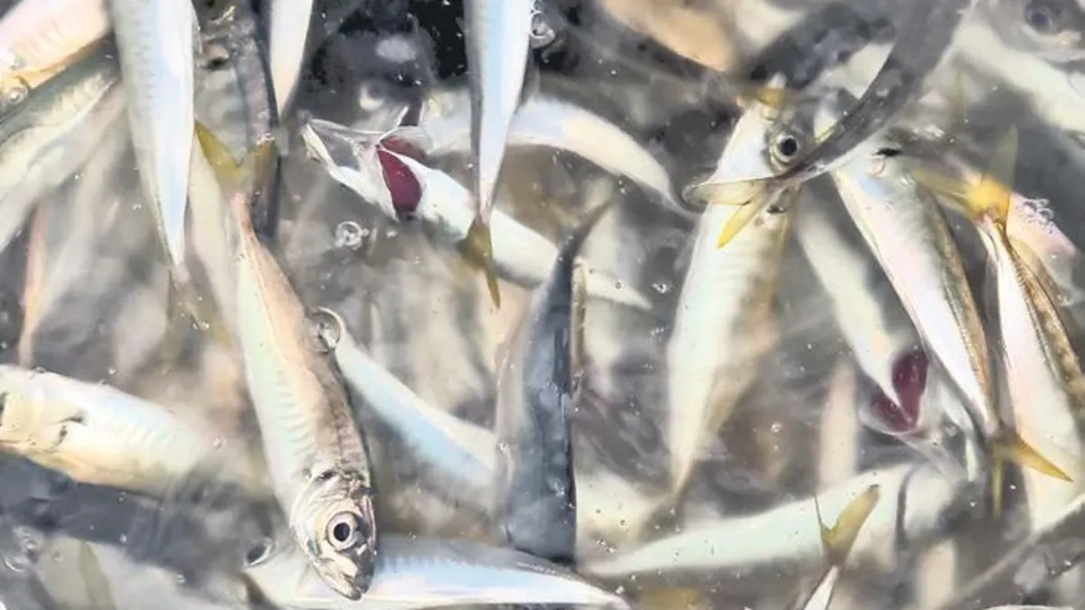 Boğazda balık bereketi