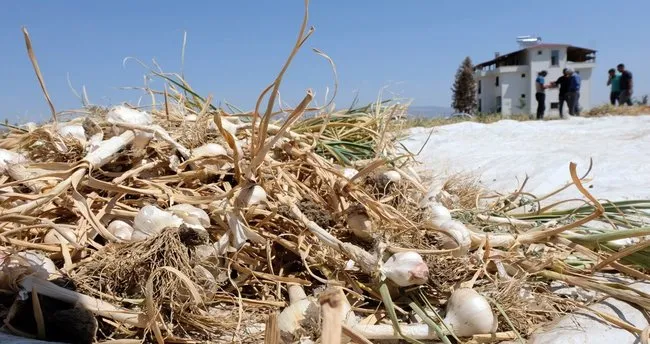 kastamonu nun taskopru sarimsagi artik bingol de de yetisiyor bingol haberleri kastamonu nun taskopru sarimsagi artik bingol de de yetisiyor bingol haberleri