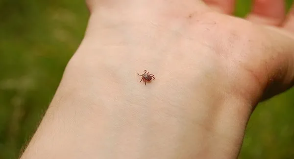 Uzmanlardan kene uyarısı!