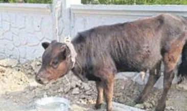 Çalınan buzağı bagajdan çıktı