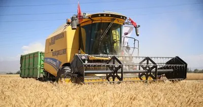 Tescilli Alturna tohumundan yetiştirilen buğdayın hasadı yapıldı #erzurum