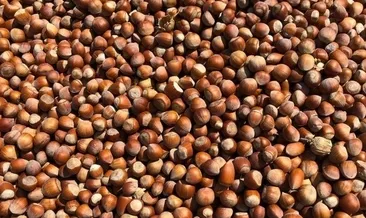 Fındık fiyatları ne zaman açıklanacak? 2021 Fındık fiyatları ne kadar, fındığın kilosu kaç TL?
