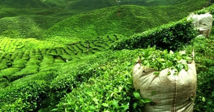Çay ihracatından 6,3 milyon dolarlık gelir