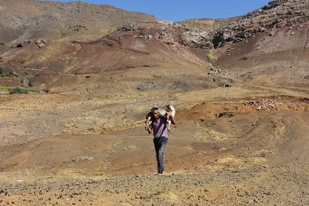 Yaralı dağ keçisini 17 kilometre taşıdı