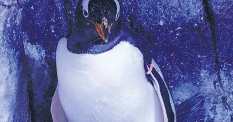 Türkiye’nin ilk kutup pengueni dünyaya geldi