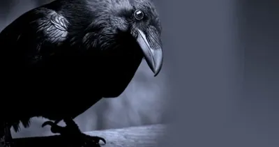 Bir karga öldüğü anda meğer...