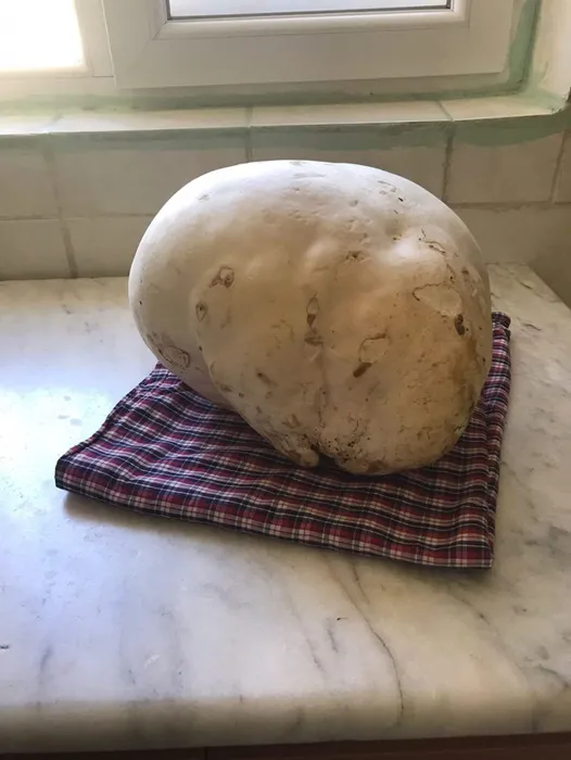 Köyde gezerken buldular: İlk defa böyle bir şey gördük!