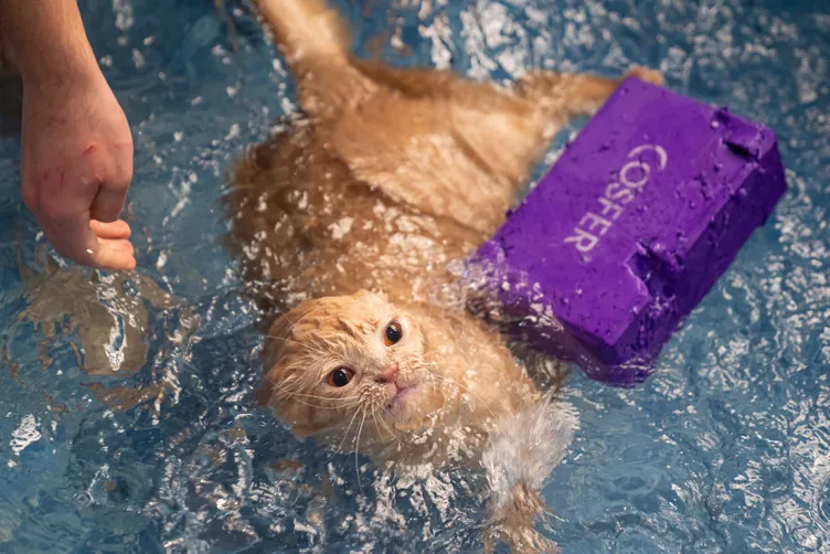 Obez kedi Ekmek pilates ve yüzme ile zayıflıyor: Normal kilosunun iki katı!