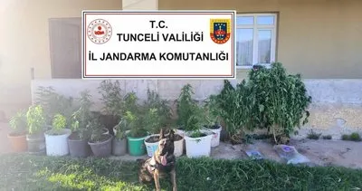 Tunceli’de, kenevir ekimi yapan 2 kişi tutuklandı #tunceli