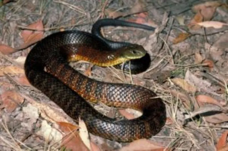 inland taipan Poisonous animals, Poisonous snakes, Snake venom