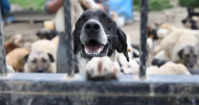 hayvan haklari yasasi cikti mi ve son durum ne 2021 hayvan haklari yasasinin maddeleri belli oldu mu son dakika haberler