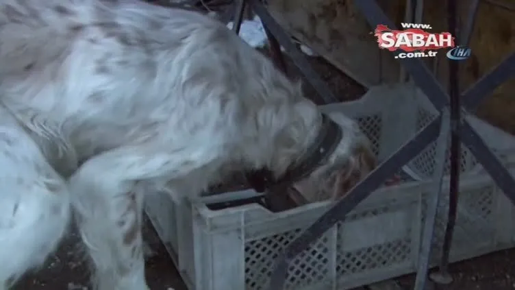 Köpeği aç kalmasın diye zaman ayarlı makine yaptı