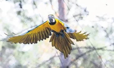 Aşuk ve Maşuk elle besleniyor